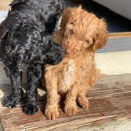 Goldendoodle Puppies from Pampered Paws Pet Massage / Jaynie's Pack of Doodles