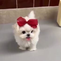 Daphne 8600 - White female Maltese puppy in Miami, Florida from Natalias Tiny Chihuahuas