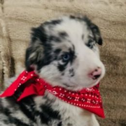 Boy 1 - Australian Shepherd puppy from Central Valley Australian Shepherd