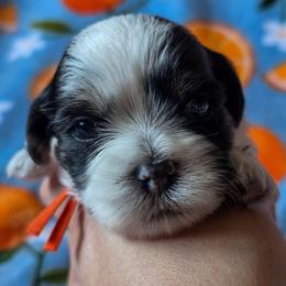 Roderick- Orange Collar - Black and white male Shorkie puppy in Troy, Ohio from Ever After Tails