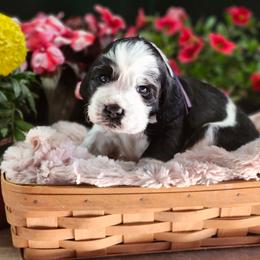 Twix - Black and white female English Springer Spaniel puppy in Westover, Maryland from Sterling's springer Haven