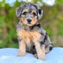 Lavender - Merle female Goldendoodle puppy in Highland, Utah from Angel Pups Deluxe