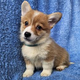 Marscapone - Red female Pembroke Welsh Corgi puppy in Castle Rock, Washington from Heckman Corgis