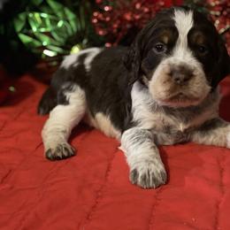 English Springer Spaniel Puppies from Powers English Springer Spaniels