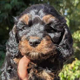 Hudson - Black and tan male Cavapoo puppy in Placerville, California from Quartz Mountain Doodles