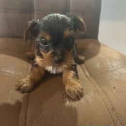 Roxsanne - Chocolate, tan and white female Yorkshire Terrier puppy in Jacksonville, Florida from Lake Shore Yorkies