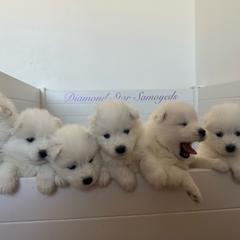 Girl 1 - White female Samoyed puppy in Phoenix, Arizona from Diamond Star Samoyeds