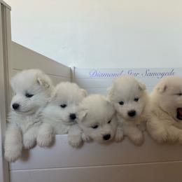 Girl 1 - White female Samoyed puppy in Phoenix, Arizona from Diamond Star Samoyeds