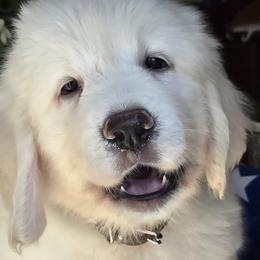 Golden Retriever puppies from Fiddle In Gold Retrievers