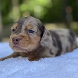 Shorty - Dapple male Dachshund puppy in Newport, Tennessee from Foothills Mini Doxies