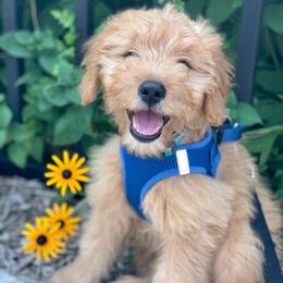 Goldendoodle and Golden Retriever All Grown Up from Servant Kennel
