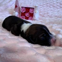 Boy 1 - Black brown and white male Basset Hound puppy in Manteca, California from AKC Basset Hounds Puppy