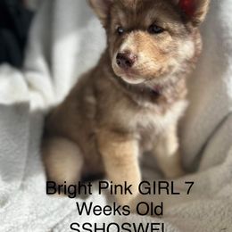 Siberian Husky Puppies from Southern Siberian Huskies of SW Florida