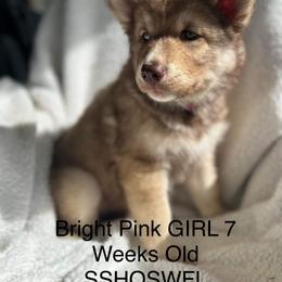 Siberian Husky Puppies from Southern Siberian Huskies of SW Florida