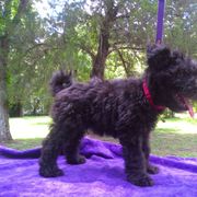 "Red, devilish, reat prerformance potential" Pumi Puppies from Kismet Pumis