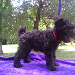 "Red, devilish, reat prerformance potential" Pumi Puppies from Kismet Pumis