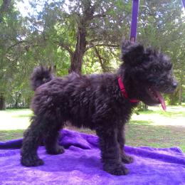 "Red, devilish, reat prerformance potential" Pumi Puppies from Kismet Pumis