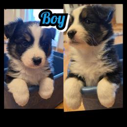 BOY-D - Black & white male Australian Shepherd puppy in Yakima, Washington from Luna's Australian Shepherd