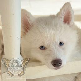 Monarch Blanca - White female Pomsky puppy in Greeley, Colorado from Monarch Pomskies | Northern Colorado