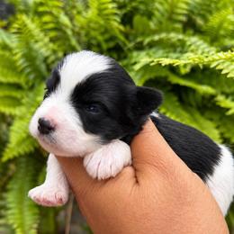 Almond Joy - Parti female Miniature Schnauzer puppy in Dorr, Michigan from Enchanted Paws