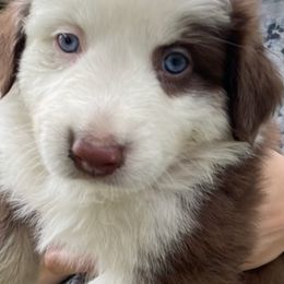 Australian Shepherd Puppies from Sandi’s Australian Shepherds