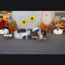 Chocolate and Cream Piebald Boy - Chocolate and cream male Dachshund puppy in Choctaw, Oklahoma from TS Performance Horses & Dachshunds