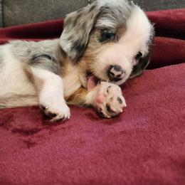 Silky wirehair Small Akc - Dapple female Dachshund puppy in Torrance, California from Lucky Dachshunds