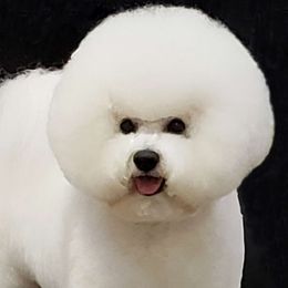 Buttons - Bichon Frise
