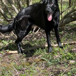 German Shepherd All Grown Up from Vom Lillibruke Strass German Shepherds