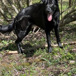 German Shepherd All Grown Up from Vom Lillibruke Strass German Shepherds