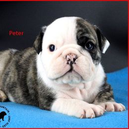 Peter - Red brindle and white male Bulldog puppy in Laurel, Montana from Bull Mountain Bulldogs