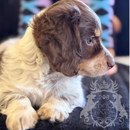 Dachshund Puppies from 208 Dox Dynasty