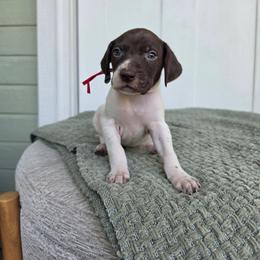 Red Girl - Liver and white female German Shorthaired Pointer puppy in Nampa, Idaho from Heart Mountain Cavaliers & Floating Feathers Kennel