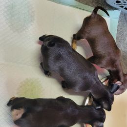 Chihuahuas from Sweet Chis