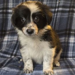 Fire - Black and white female Border Collie puppy in East Brady, Pennsylvania from Riverwood