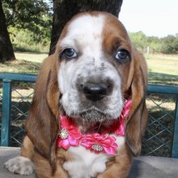 Lola- Red - Red and white female Basset Hound puppy in Jacksboro, Texas from Basset Hounds of Jacksboro, Tx