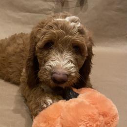 Goldendoodle Puppies from Dhalia’s Doodles