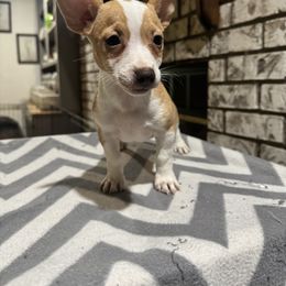 Pins colada - White and apricot female Teddy Roosevelt Terrier puppy in Denham Springs, Louisiana from K&B Menagerie Teddy Roosevelt Terriers