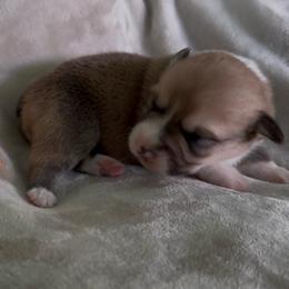 AKC Red - Red male Pembroke Welsh Corgi puppy in Summerfield, Florida from Promise Land Farm