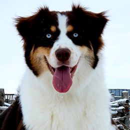 Australian Shepherds from Bar G Australian Shepherds