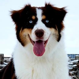 Australian Shepherds from Bar G Australian Shepherds
