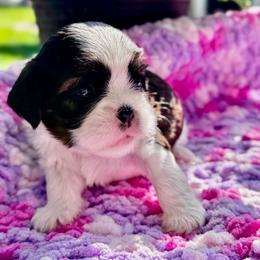 Pebbles - Brindle and white female Cavatzu puppy in Saint Paul, Minnesota from Amy’s Puppy Tzu