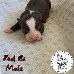 Tejas - Red & white male Toy Australian Shepherd puppy in Jaroso, Colorado from Heaven Sent Aussies