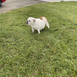 Gambler AKA Itty Bitty - Bulldog