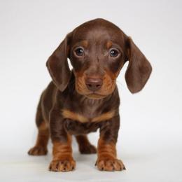 Cove (Mr. Head) - Chocolate and tan male Dachshund puppy in Red Bud, Illinois from Midwest Miniature Dachshunds
