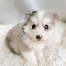 Aster - Merle male Pomsky puppy in Cleveland, Ohio from Lake Point Pomskies