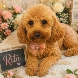 Rita - Goldendoodle