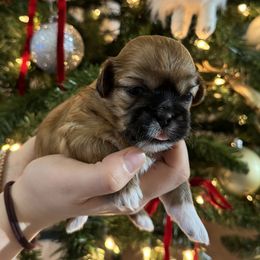 Lily - Black and white female Shih Tzu puppy in Hampton Bays, New York from Delinda Shih Tzus