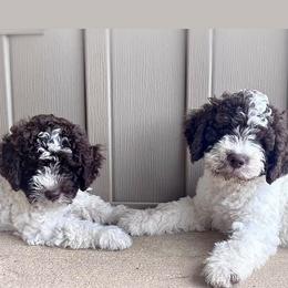 Lagotto Romagnolo puppies from Boardwalk Water Dogs
