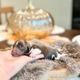 Dachshund Puppies from G&K Kennels